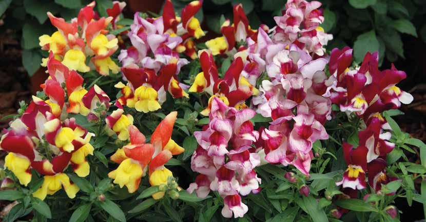 Antirrhinum